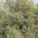 Phillyrea angustifolia P2B P16